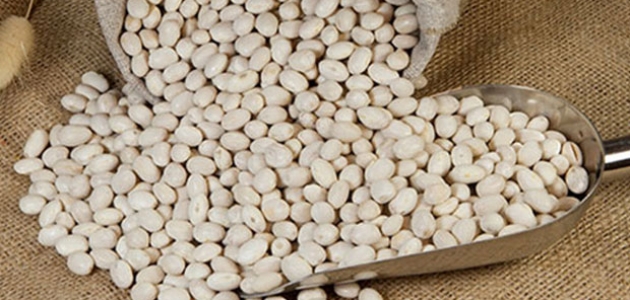 Üreticiye yerli şeker fasulye tohumu desteği