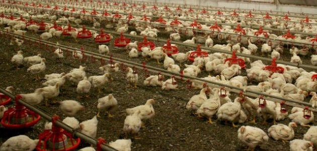Japonya’da kuş gribi paniği: 77 bin tavuk itlaf edilecek 