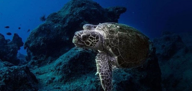 Deniz kaplumbağası yiyen 19 kişi öldü