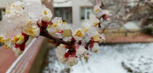 Konya'da meyve ağaçları dondan etkilendi 