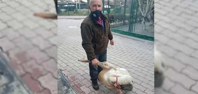 Yaralı halde bulunan pelikan tedaviye alındı 