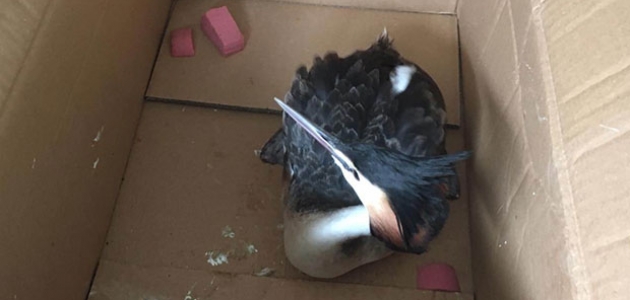 Yaralı bulunan bahri kuşu tedaviye alındı