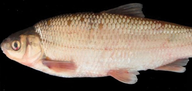  Tahtalı Baraj Gölü'nde yeni bir balık türü keşfedildi