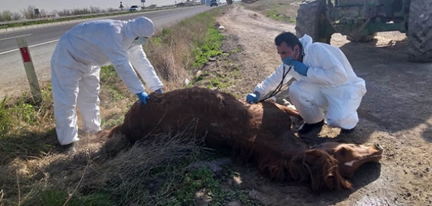 Otomobilin çarptığı atı hayvansever vatandaşın çabası kurtardı  