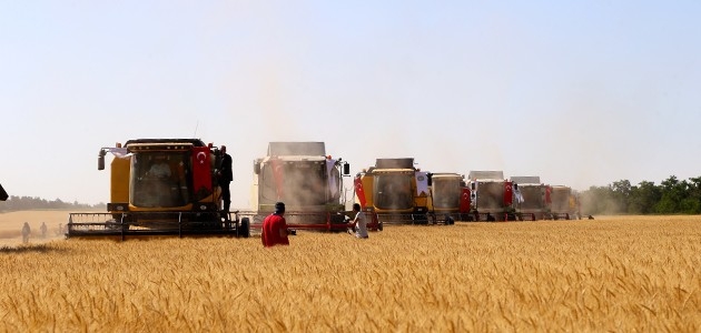 Buğdayda bu sezon rekolte beklentisi 19 milyon ton