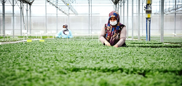Konya’da sebze üreticisi iklime uygun fideyle pazara erken giriyor