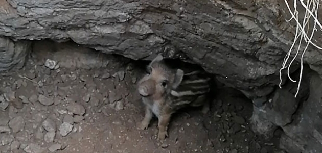 Beyşehir’de tahıl kuyusuna düşen yaban domuzu yavrusu kurtarıldı