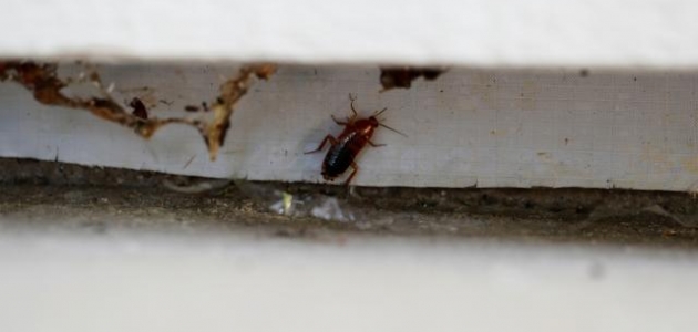 Çete hesaplaşması: Restorana binden fazla hamam böceği attılar 