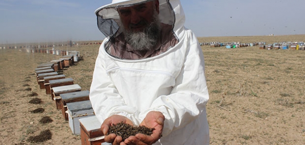 Konya’da 750 kovandaki binlerce arı telef oldu