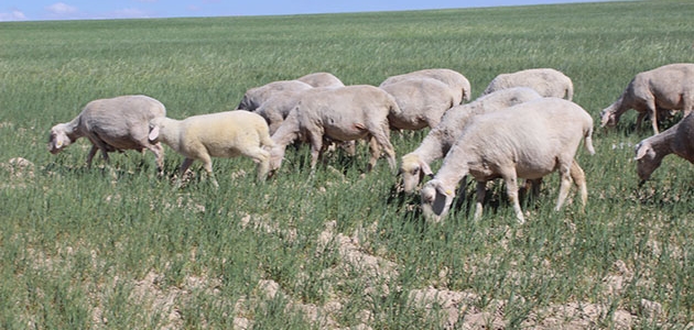 Karapınar’da çiftçiler kuruyan tarlalarda koyunlarını otlatıyor