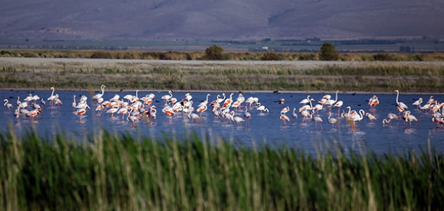 Akgöl Sazlıkları flamingolarla ayrı bir güzelliğe büründü