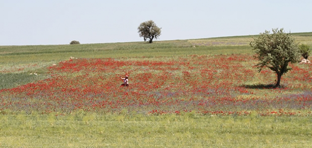 Konya’daki gelincik tarlaları görsel şölen sunuyor