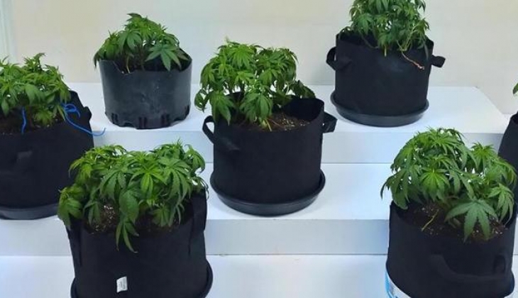 Elbise dolabı içinde kenevir yetiştiren kişi yakalandı