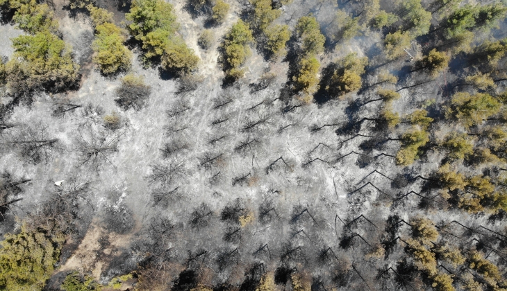 Arıcı hem kendini hem de ormanı yaktı