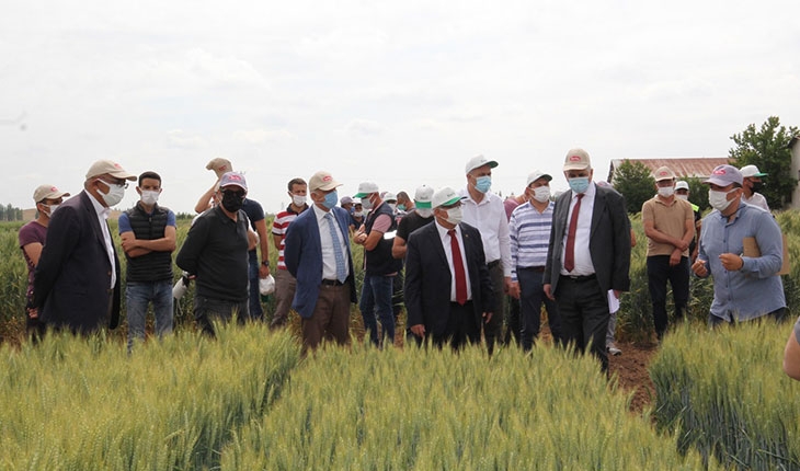 Konya Gıda ve Tarım Üniversitesi yerli ve milli buğday ıslahında sona geldi