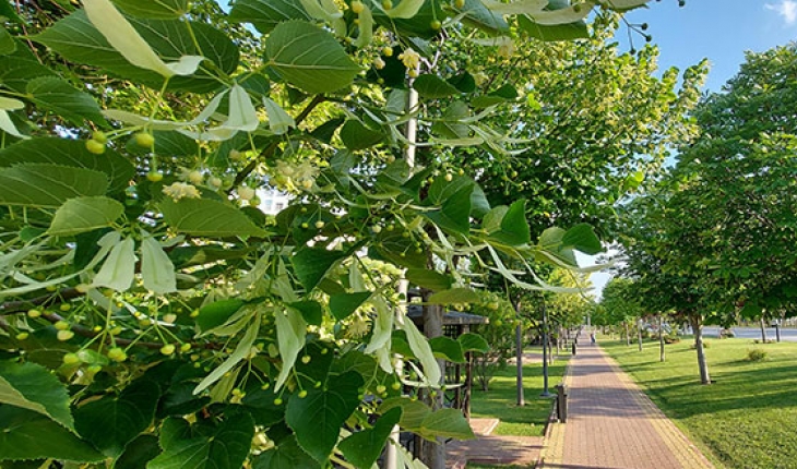 Büyükşehir Duyurdu: Parklardaki ağaçlardan ürün toplamak zararlıdır