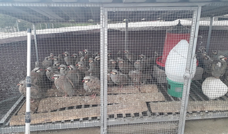 Konya’da izinsiz keklik bulunduran şahsa 61 bin lira ceza