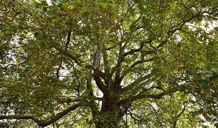 Bu yılın ilk üç ayında 185 ağaç “anıt ağaç“ olarak tescil edildi