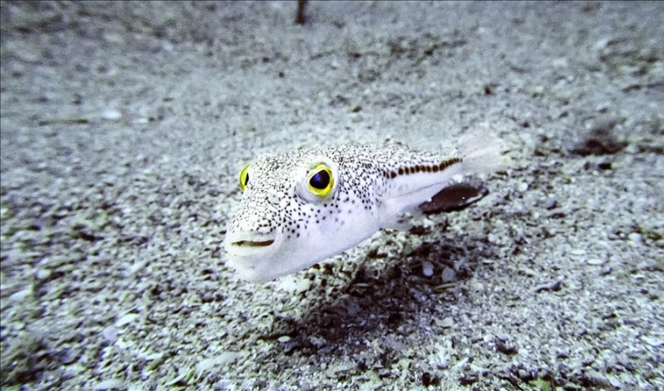 Toplanan balon balıkları sanayide kullanılacak