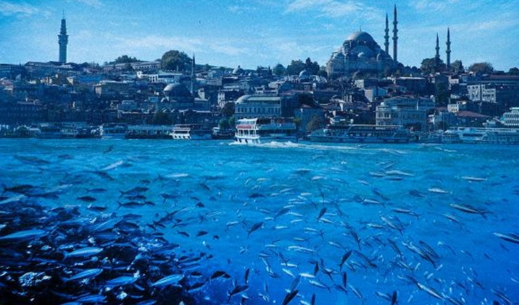 Marmara'da balıklar tekrar görünmeye başladı