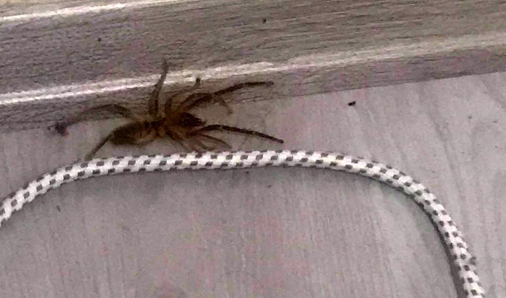 Bir evde ortaya çıkan et yiyen örümcek paniğe neden oldu