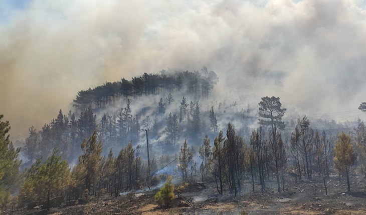 Mersin'de orman yangını: Müdahale sürüyor
