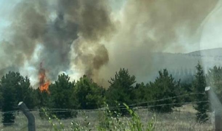 Atatürk Orman Çiftliği arazisinde yangın
