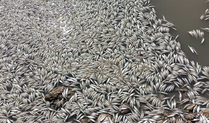 Kuraklık korkutuyor! May Barajı’nda binlerce balık öldü