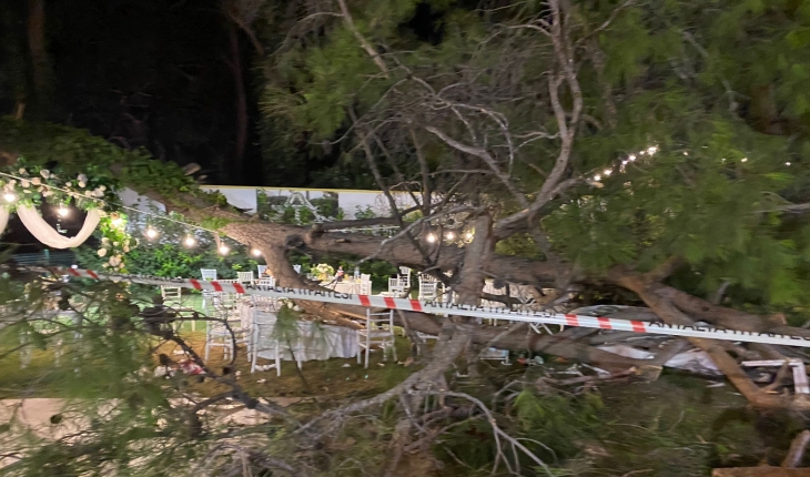 Kır düğününde ağaç devrildi: 1 ölü, biri ağır 9 yaralı