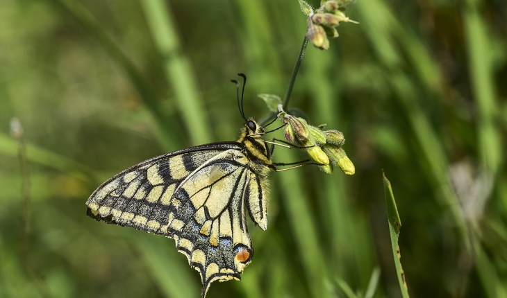 Van Gölü havzası 230 kelebek türüne ev sahipliği yapıyor