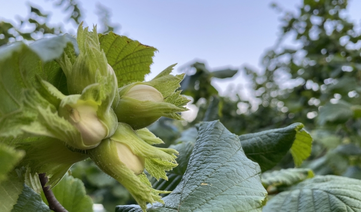 En çok fındık üreten şehirler belli oldu