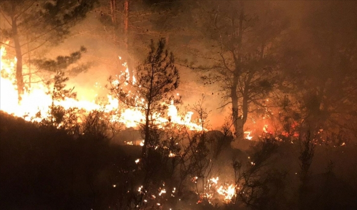 Cezayir’deki orman yangınlarında hayatını kaybedenlerin sayısı 65’e yükseldi