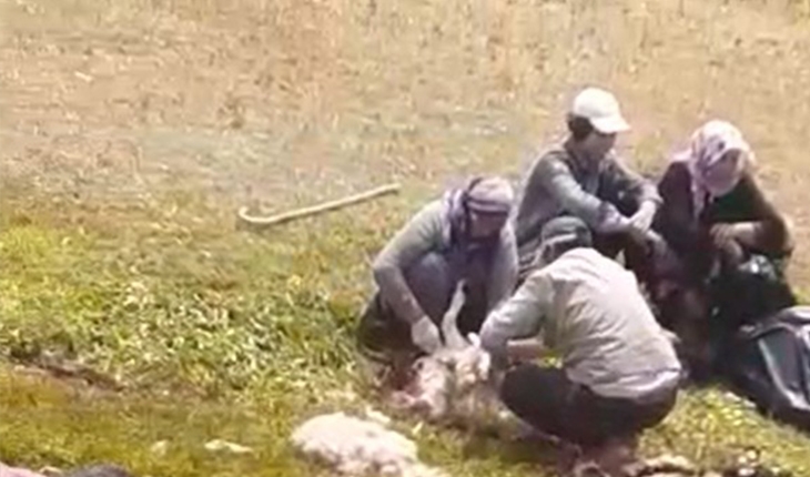 Kurtlar sürüye saldırdı, 70 koyun telef oldu
