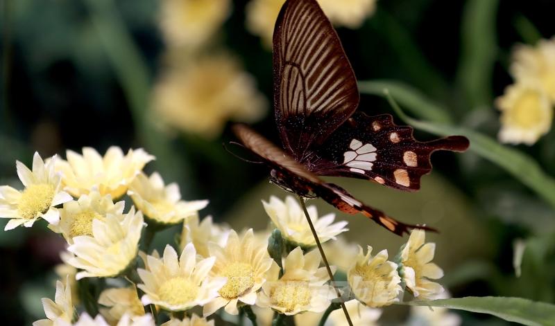 Kelebek bahçesinin narin sakinleri, mevsim meyveleriyle besleniyor