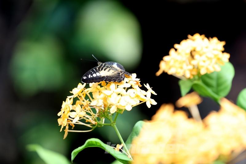 Kelebek bahçesinin narin sakinleri, mevsim meyveleriyle besleniyor