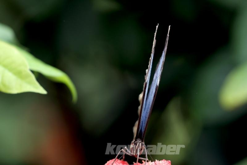 Kelebek bahçesinin narin sakinleri, mevsim meyveleriyle besleniyor