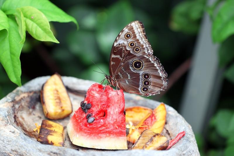 Kelebek bahçesinin narin sakinleri, mevsim meyveleriyle besleniyor
