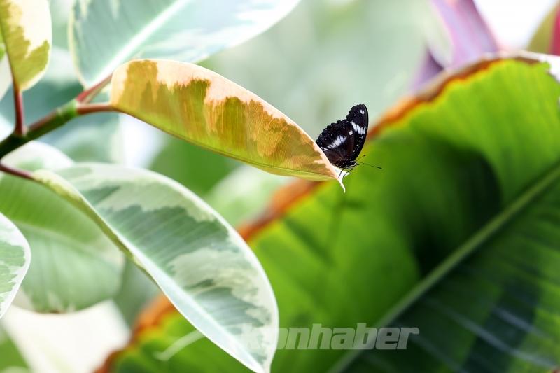 Kelebek bahçesinin narin sakinleri, mevsim meyveleriyle besleniyor