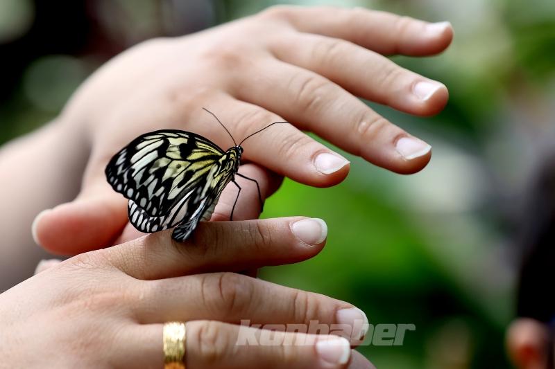 Kelebek bahçesinin narin sakinleri, mevsim meyveleriyle besleniyor