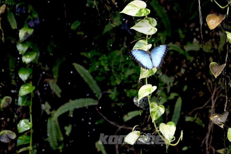 Kelebek bahçesinin narin sakinleri, mevsim meyveleriyle besleniyor