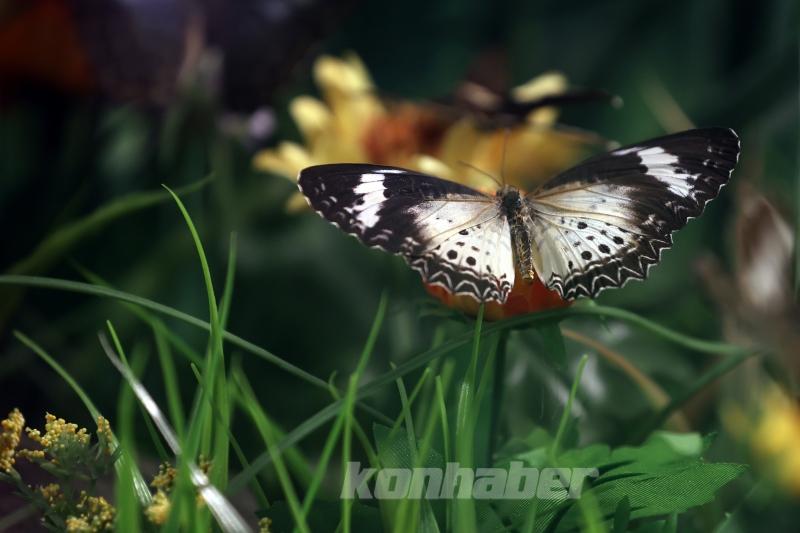 Kelebek bahçesinin narin sakinleri, mevsim meyveleriyle besleniyor