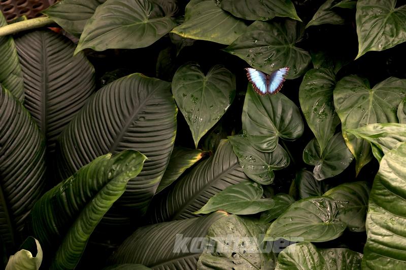 Kelebek bahçesinin narin sakinleri, mevsim meyveleriyle besleniyor