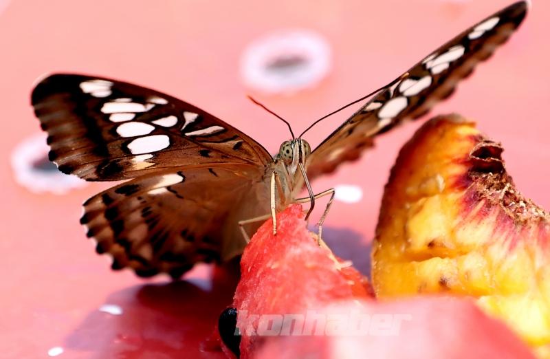 Kelebek bahçesinin narin sakinleri, mevsim meyveleriyle besleniyor