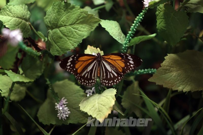 Kelebek bahçesinin narin sakinleri, mevsim meyveleriyle besleniyor