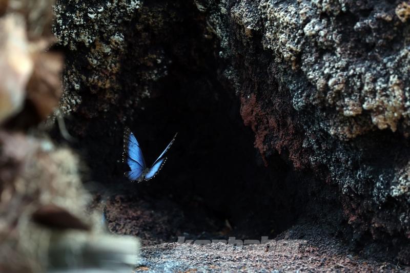 Kelebek bahçesinin narin sakinleri, mevsim meyveleriyle besleniyor