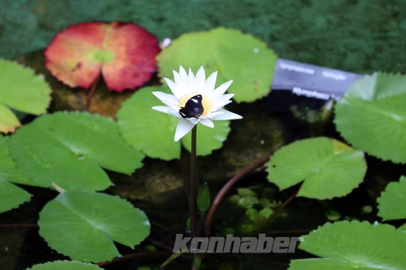 Kelebek bahçesinin narin sakinleri, mevsim meyveleriyle besleniyor