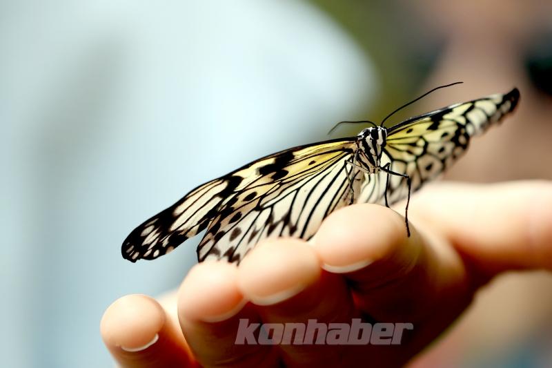 Kelebek bahçesinin narin sakinleri, mevsim meyveleriyle besleniyor