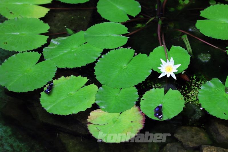 Kelebek bahçesinin narin sakinleri, mevsim meyveleriyle besleniyor