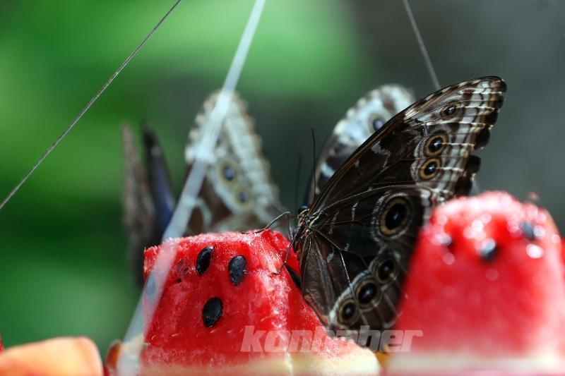 Kelebek bahçesinin narin sakinleri, mevsim meyveleriyle besleniyor