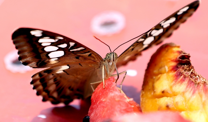 Kelebek bahçesinin narin sakinleri, mevsim meyveleriyle besleniyor